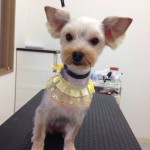 ヨーキー　モモちゃん２６８